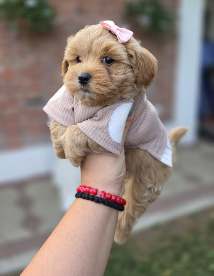 Maltipoo bebe