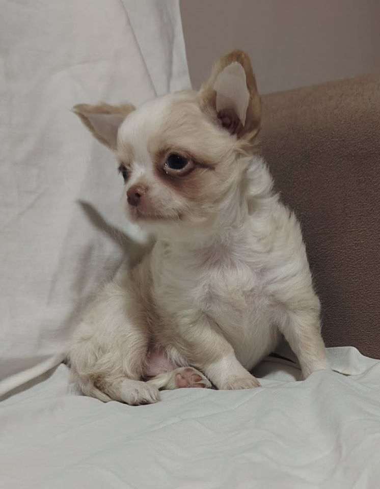 Mini CIVAVE oba pola kratkodlaki i dugodlaki