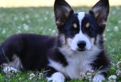 Velski korgi/Welsh Corgi Pembroke