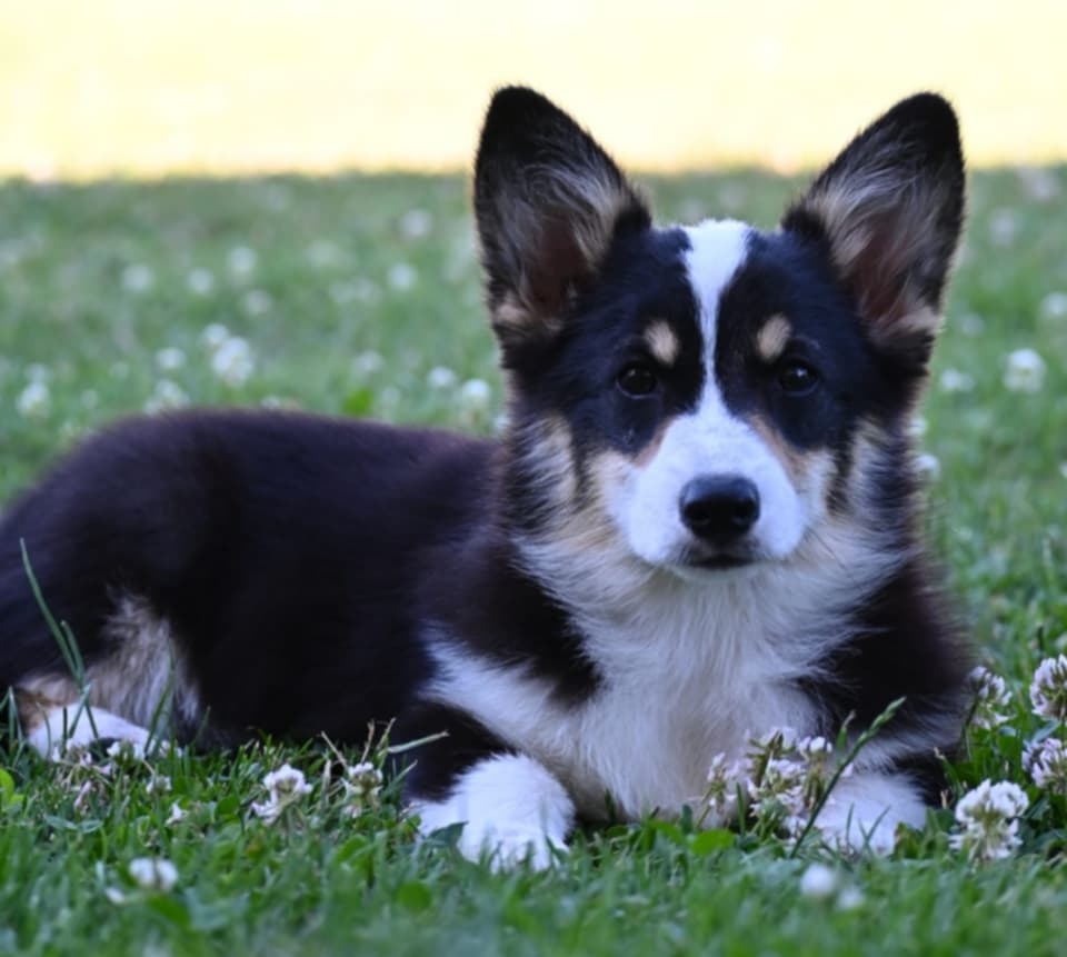 Velski korgi/Welsh Corgi Pembroke