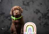 Crni i braon mužjak Labrador retrivera