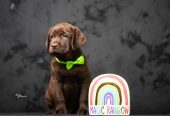 Crni i braon mužjak Labrador retrivera