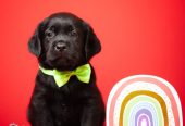 Crni i braon mužjak Labrador retrivera