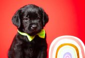 Crni i braon mužjak Labrador retrivera