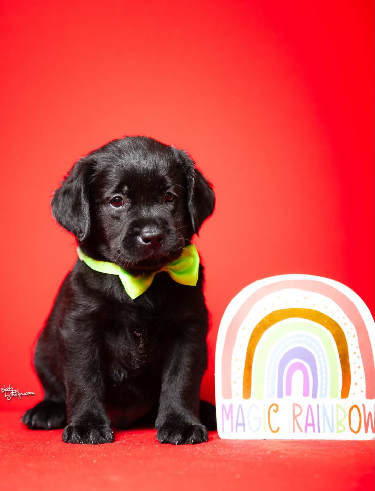 Crni i braon mužjak Labrador retrivera