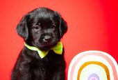 Crni i braon mužjak Labrador retrivera