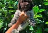 Lagotto Romagnolo štenci