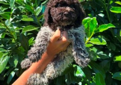 lagotto-romagnolo-01bm