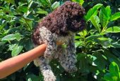 Lagotto Romagnolo štenci