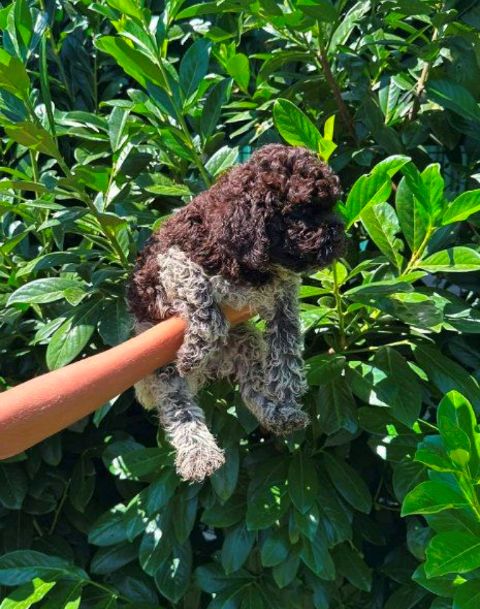 Lagotto Romagnolo štenci