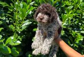 Lagotto Romagnolo štenci