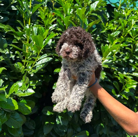 Lagotto Romagnolo štenci