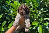 Lagotto Romagnolo štenci