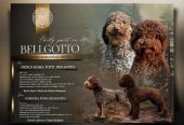Lagotto Romagnolo štenci