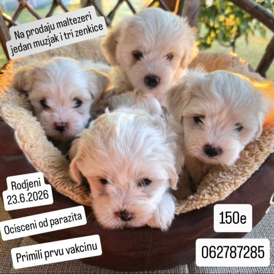 Na prodaju maltezeri Jedan mužjak i tri ženkice