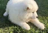 Na prodaju štenci Samojeda dva mužjaka i jedna ženka