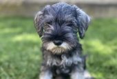 Patuljasti Šnaucer Miniature Schnauzer