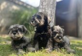 Patuljasti Šnaucer Miniature Schnauzer