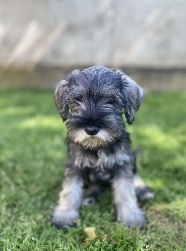 Patuljasti Šnaucer Miniature Schnauzer