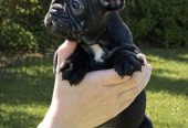 Francuski Buldog prelepi štenci