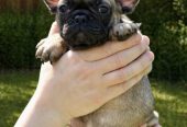Francuski Buldog prelepi štenci