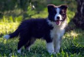 Border Collie – Border koli štenad