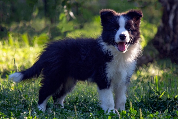 Border Collie – Border koli štenad
