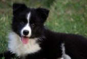 Border Collie – Border koli štenad