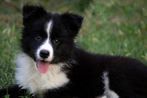 Border Collie – Border koli štenad