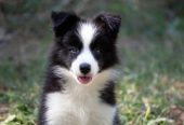 Border Collie – Border koli štenad