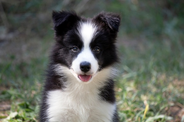 Border Collie – Border koli štenad