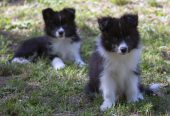 Border Collie – Border koli štenad