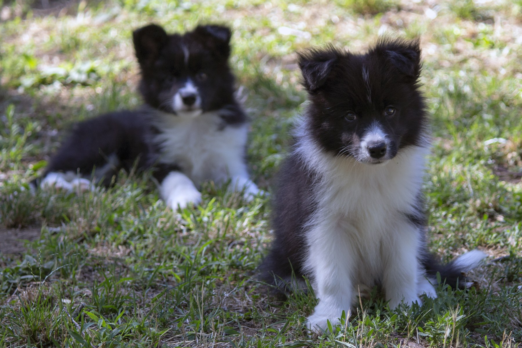 Border Collie – Border koli štenad