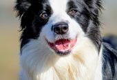 Border Collie – Border koli štenad