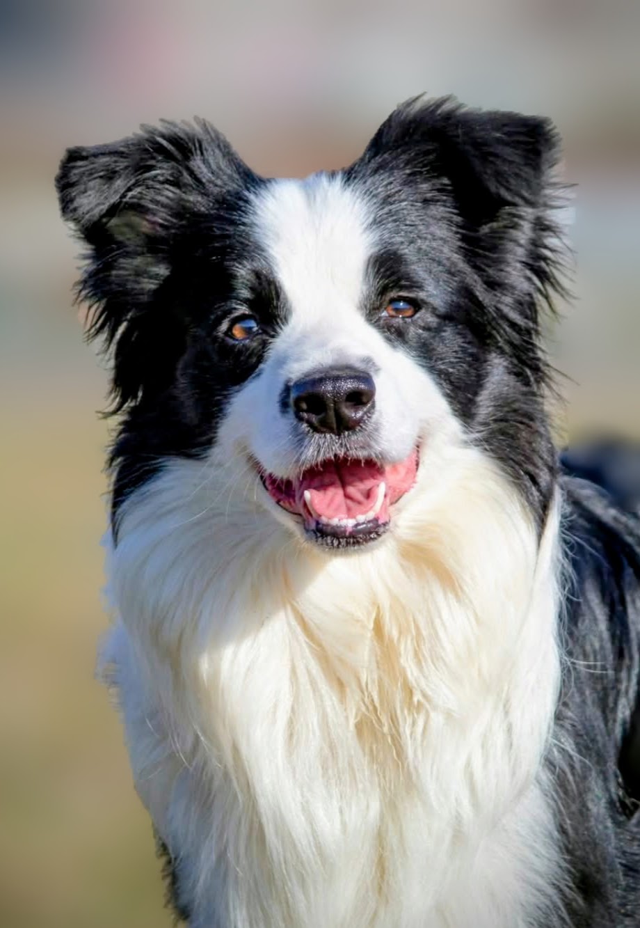 Border Collie – Border koli štenad