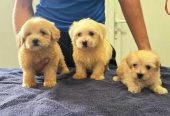 Prelepi Maltipoo štenci