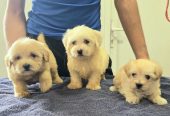 Prelepi Maltipoo štenci