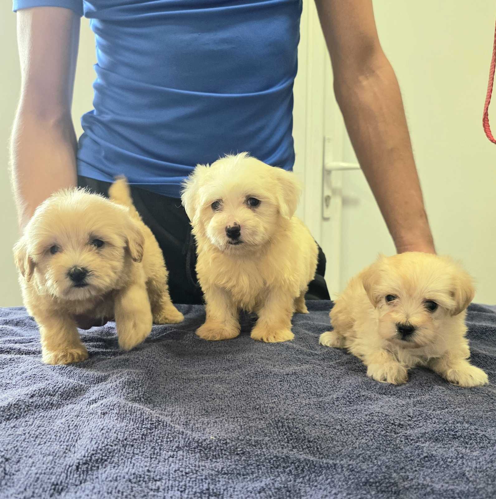 Prelepi Maltipoo štenci