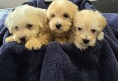 Prelepi Maltipoo štenci