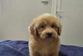 Prelepi Maltipoo štenci