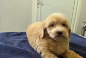 Prelepi Maltipoo štenci