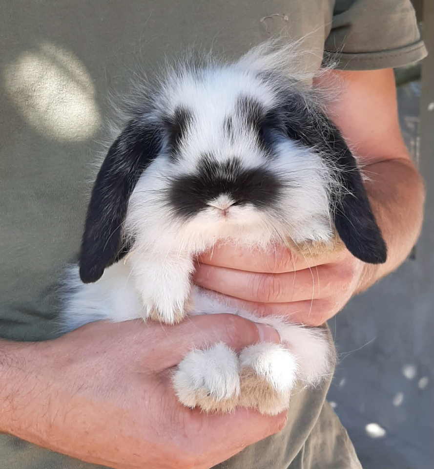 Predivni patuljasti kunići sa spuštenim ušim