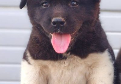 1.-americka-akita-02