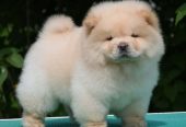 Chow Chow Cau Cau Čau Čau
