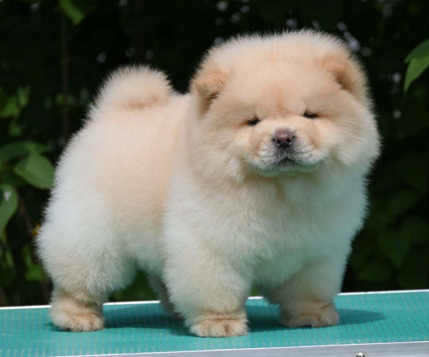 Chow Chow Cau Cau Čau Čau