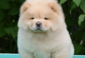 Chow Chow Cau Cau Čau Čau