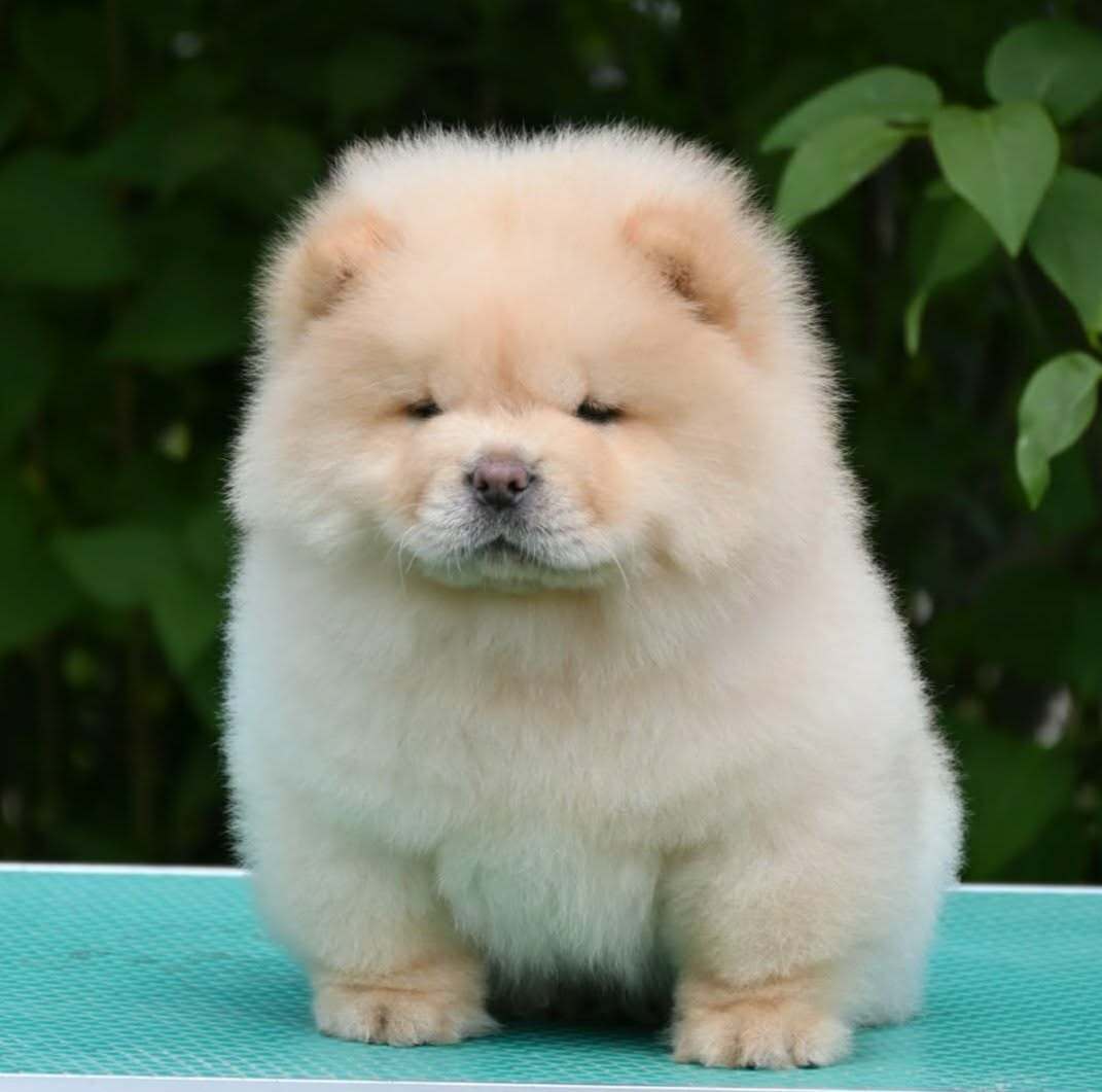 Chow Chow Cau Cau Čau Čau