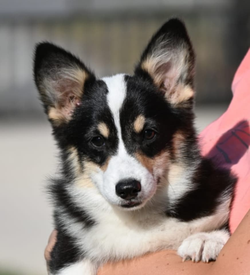 Velški korgi/Welsh Corgi Pembroke