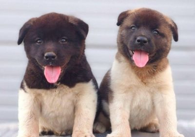 americka-akita-01