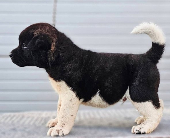 Američka Akita, vrhunsko leglo